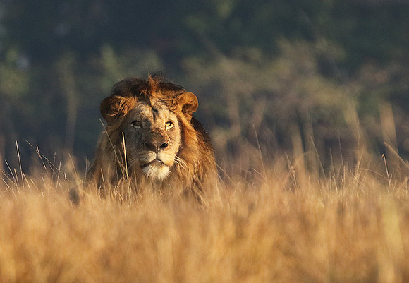 Lion General - Kafue NP