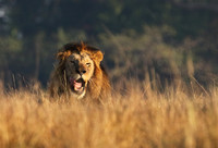 Lion General - Kafue NP