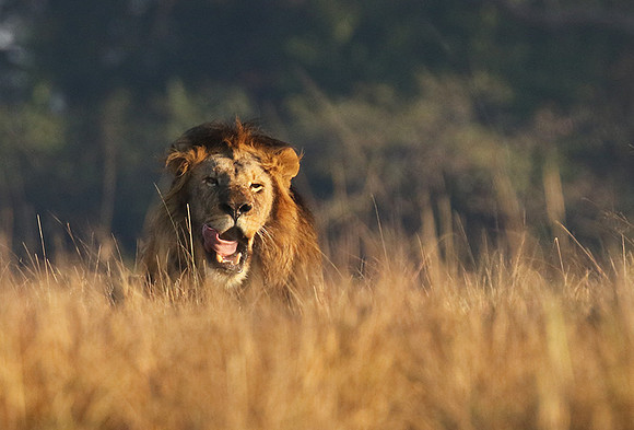 Lion General - Kafue NP