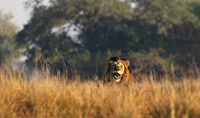 Lion General - Kafue NP