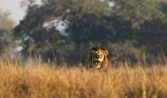 Lion General - Kafue NP