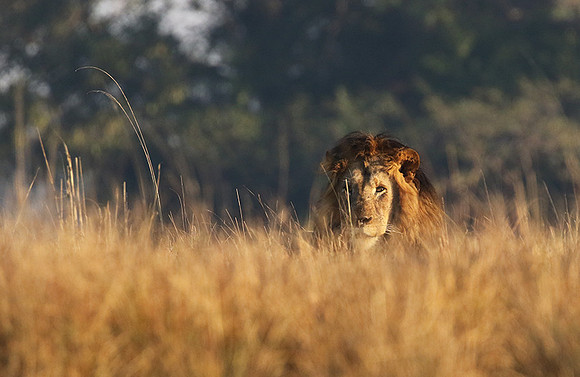 Lion General - Kafue NP