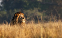 Lion General - Kafue NP