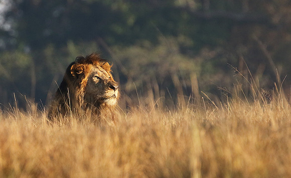 Lion General - Kafue NP