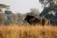Lion General - Kafue NP