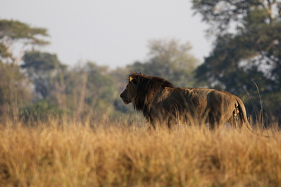 Lion General - Kafue NP