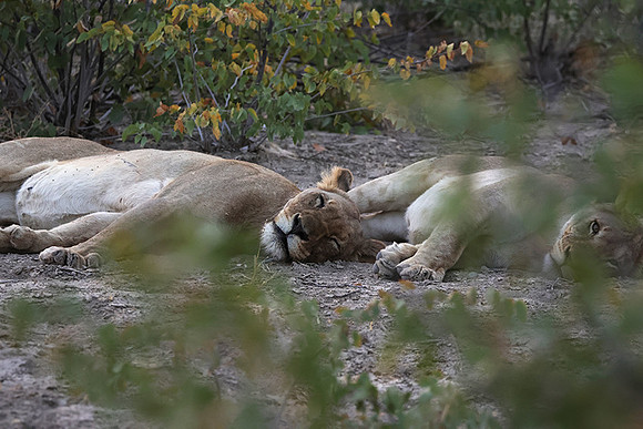 Ongava Private Reserve
