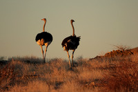 Damaraland