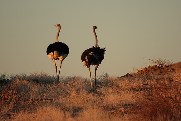 Damaraland