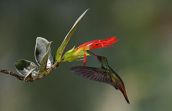 Rufus-tailed