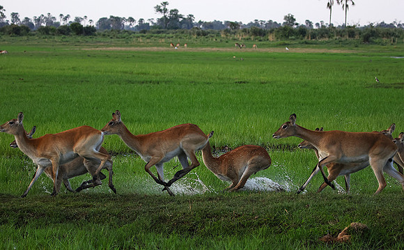 Delta of okavango