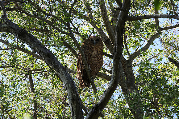 Pel's fishing owl - Delta of Okavango
