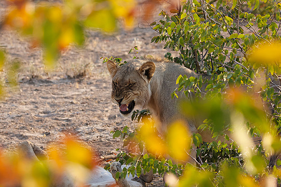 Ongava Private Reserve