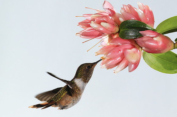 Volcano humming bird