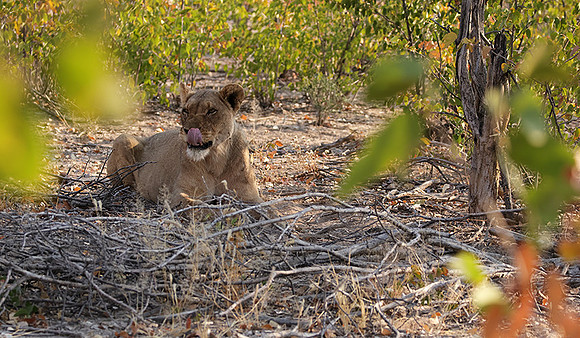 Ongava Private Reserve