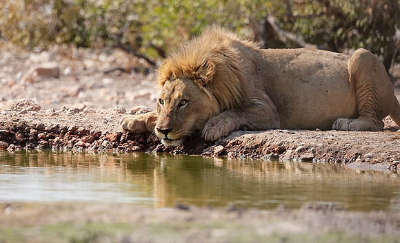 Ongava Private Reserve