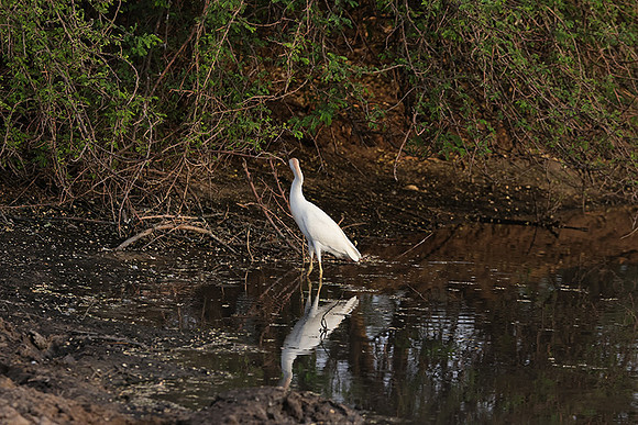 Cattle egret - Tau Pan