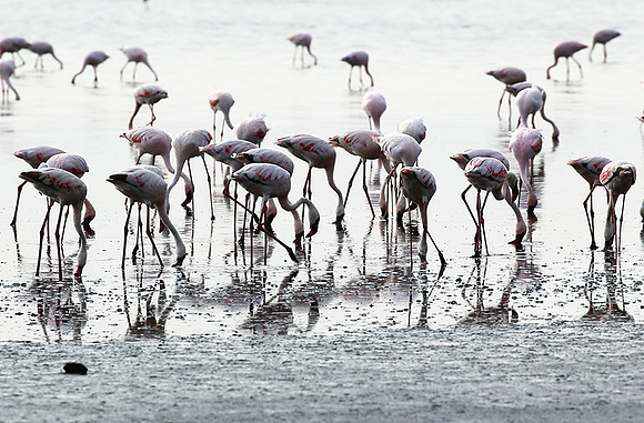 Lake Natron