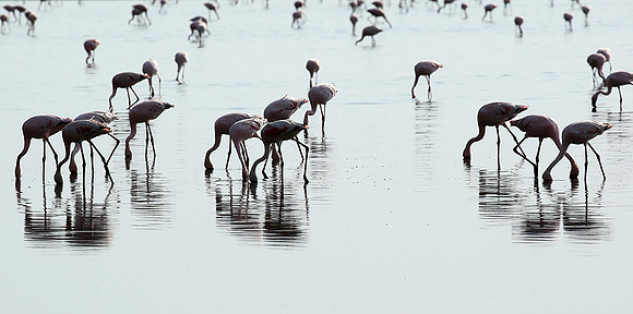 Lake Natron