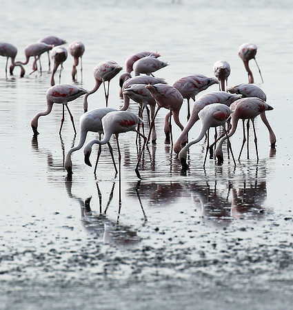 Lake Natron