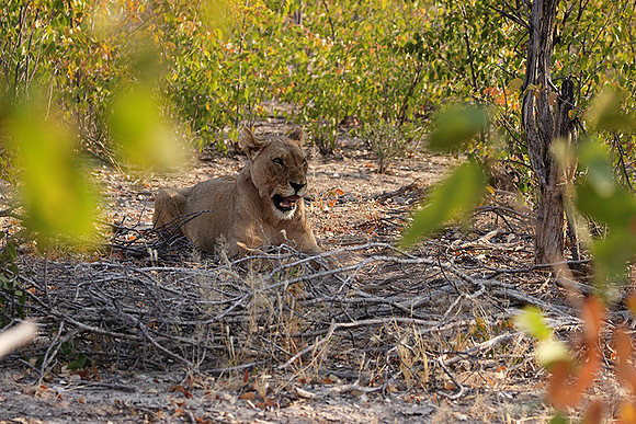 Ongava Private Reserve