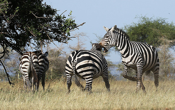 Serengeti - Grumeti Private Reserve