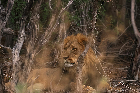Nxai Pan