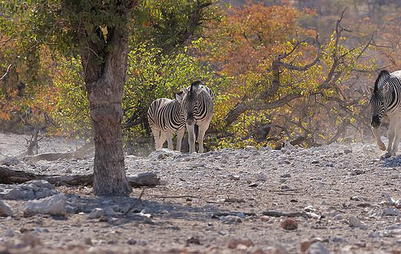 Burchell's zebra - Ongava Private Reserve