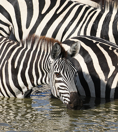 Serengeti - Grumeti Private Reserve