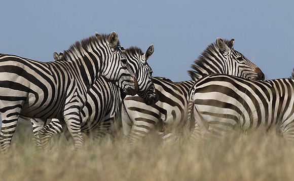 Serengeti - Grumeti Private Reserve