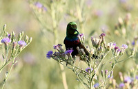 Sunbirds