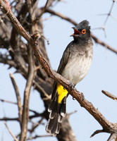 African red-eyed bulbul - Central Kalahari