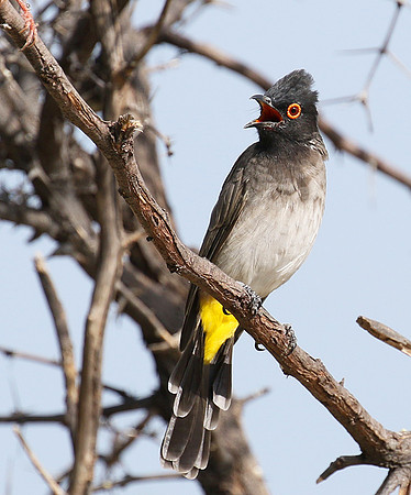 African red-eyed bulbul - Central Kalahari