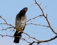 African red-eyed bulbul - Central Kalahari