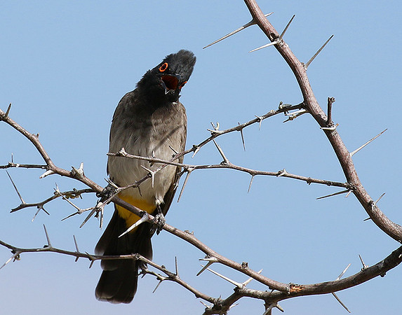 African red-eyed bulbul - Central Kalahari