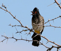 African red-eyed bulbul - Central Kalahari