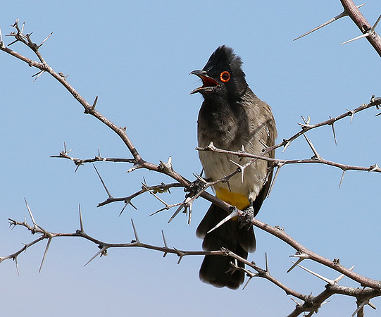 African red-eyed bulbul - Central Kalahari