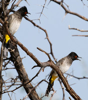 African red-eyed bulbul - Central Kalahari