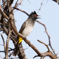 African red-eyed bulbul - Central Kalahari