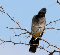 African red-eyed bulbul - Central Kalahari