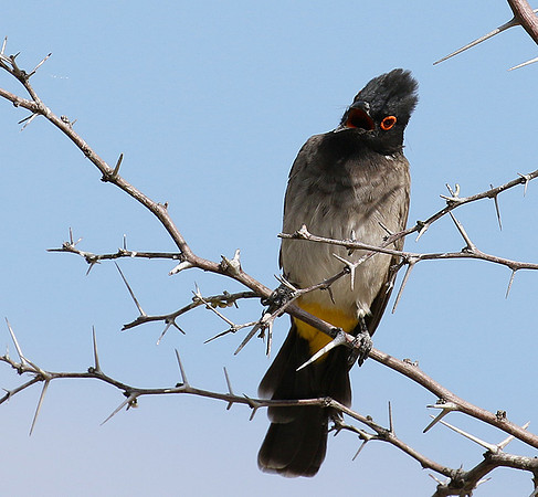 African red-eyed bulbul - Central Kalahari