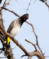 African red-eyed bulbul - Central Kalahari