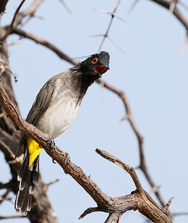 African red-eyed bulbul - Central Kalahari
