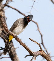 African red-eyed bulbul - Central Kalahari