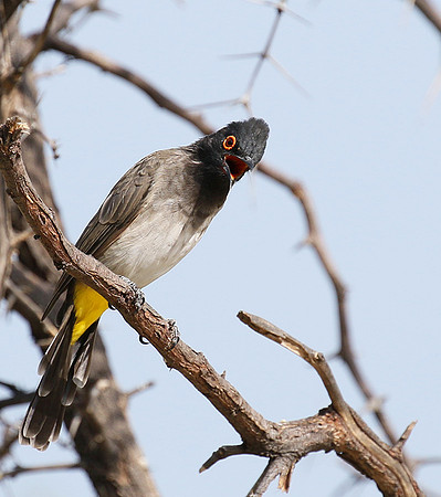 African red-eyed bulbul - Central Kalahari