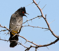 African red-eyed bulbul - Central Kalahari