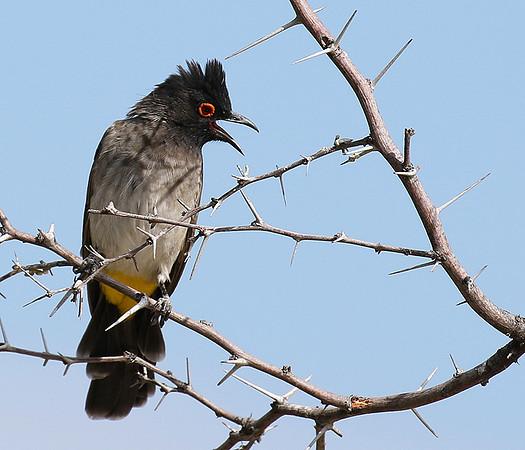 African red-eyed bulbul - Central Kalahari