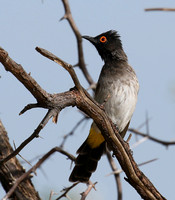 African red-eyed bulbul - Central Kalahari