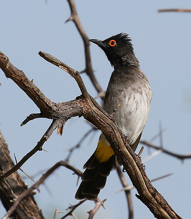 African red-eyed bulbul - Central Kalahari