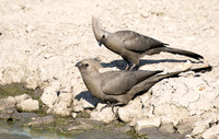 Moremi game reserve